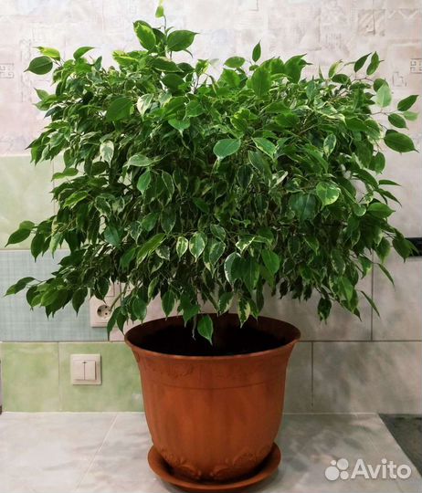 Фикусы Бенджамина