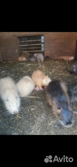 Продаются нутрии