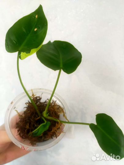 Филодендрон бурле макс вариегатный