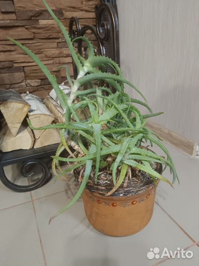 Алоэ столетник