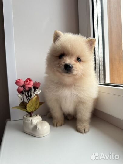 Щенки шпица