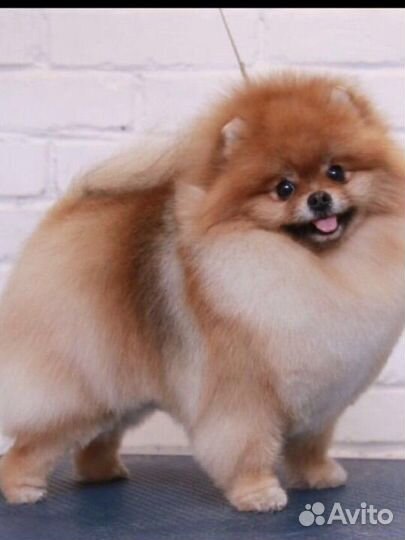 Стрижка собак и кошек(породный груминг)