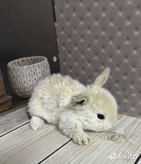 Мини карликовый крольчонок