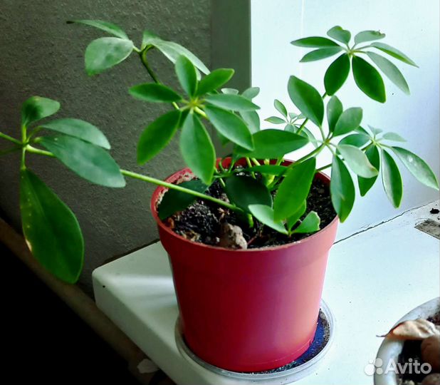 Монстера вариегатная альба и другие растения