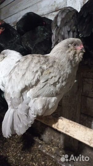 Яйцо инкубационное кур породы амераукана