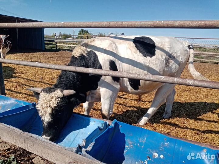 Продам мясо говядина и конина Халяль