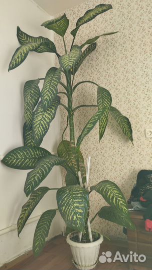 Диффенбахия