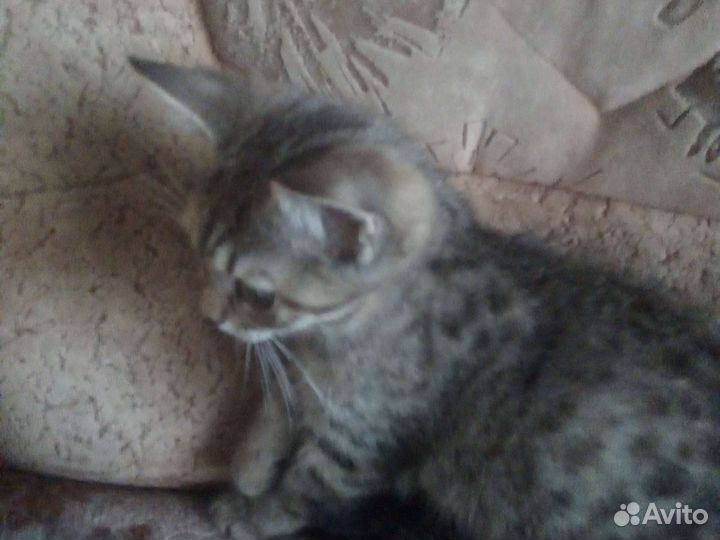 Кошки породистые бесплатно