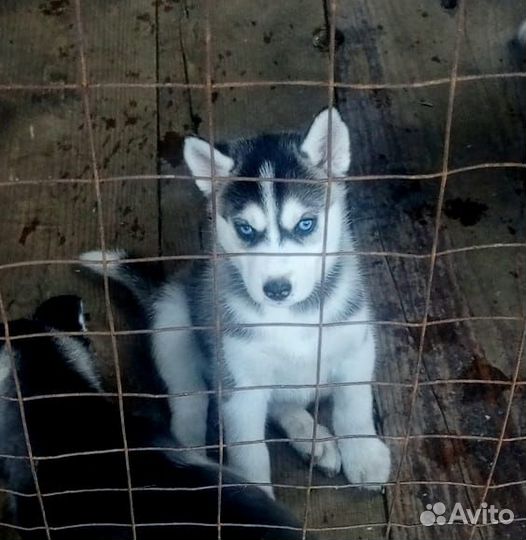 Продам щенков хаски
