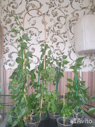 Бугенвиллия