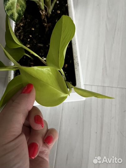 Сциндапсус неон