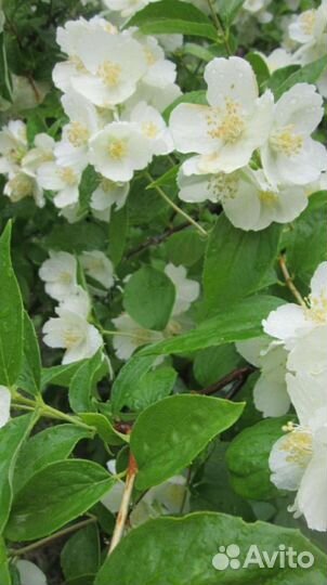 Жасмин уличный