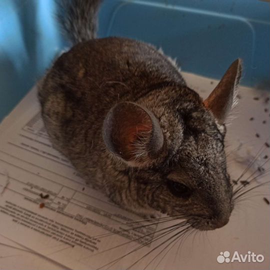 Шиншилла. Мальчик