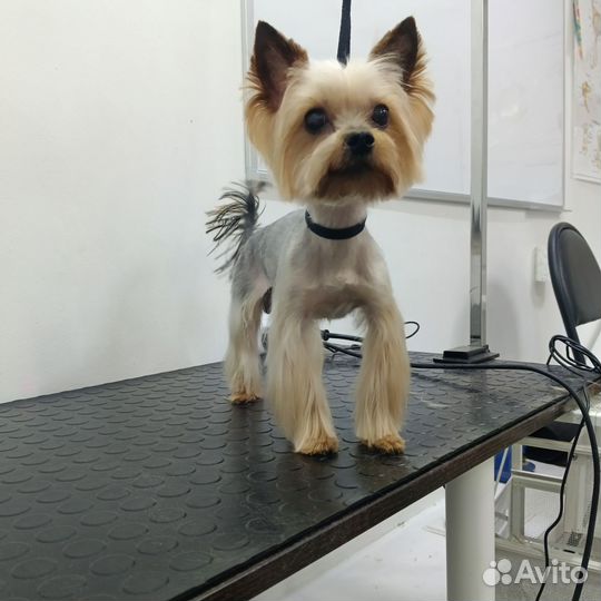 Груминг собак