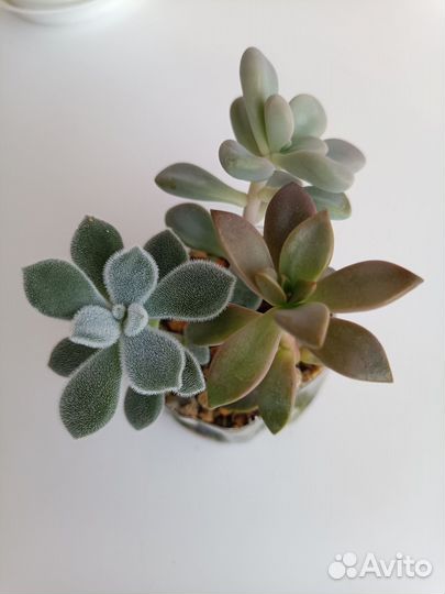 Суккуленты набор
