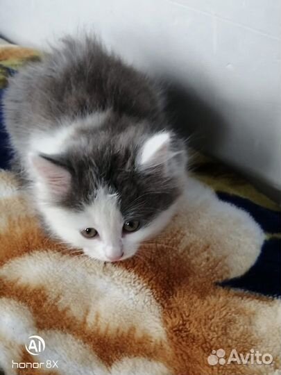 Пушистик 1,5 месяца, девочка