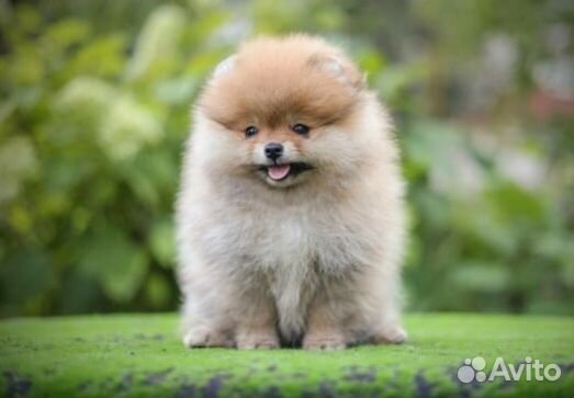 Помераночка
