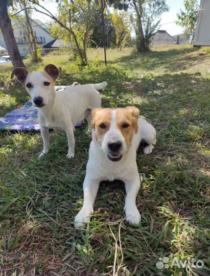 Щенки джек рассел терьер