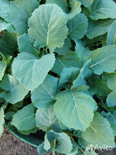 Капуста рассада