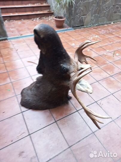 Чучело головы лося