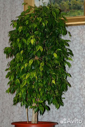 Фикус Реджинальд, Нуда, Али. Продажа, обмен