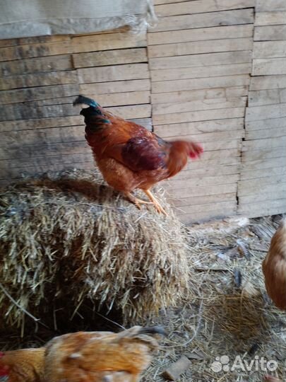 Молодые Петушки, продам или обменяю на несушек