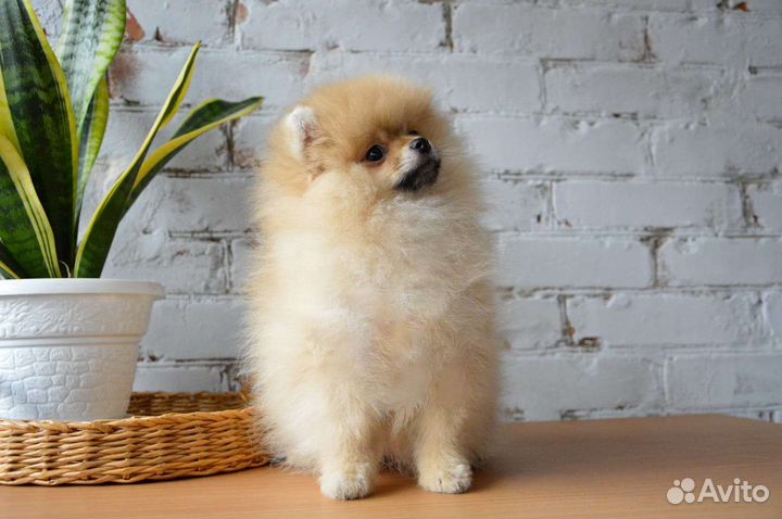 Померанский шпиц мини