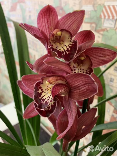 Орхидея цимбидиум