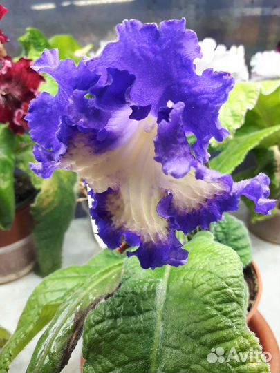 Стрептокарпусы