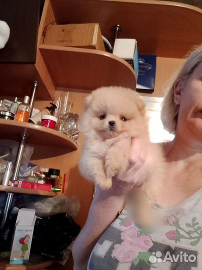 Девочка померанского шпица