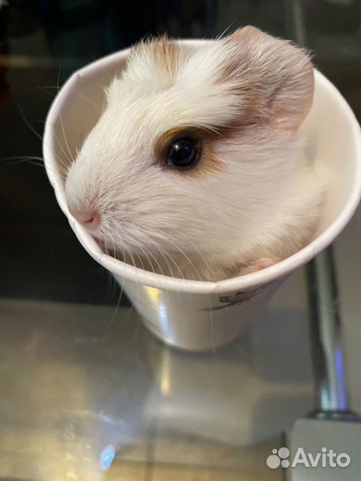 Морские свинки, гладкошерстные