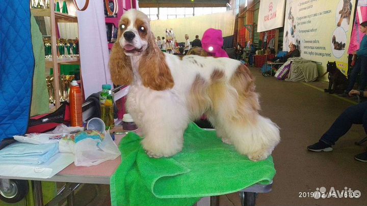 Стрижка собак и кошек