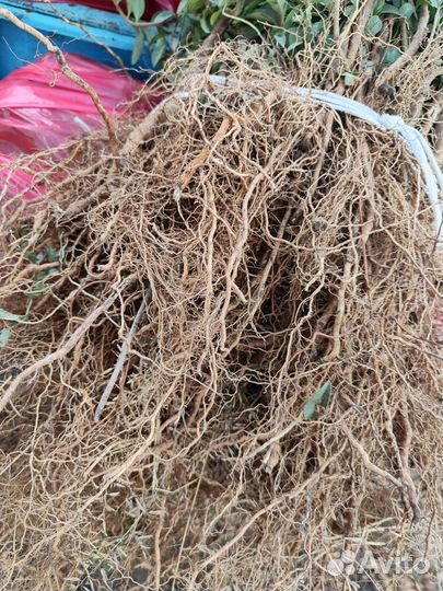 Озеленение Бирючина оптом Саженцы