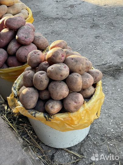 Картофель лук тыква на дом