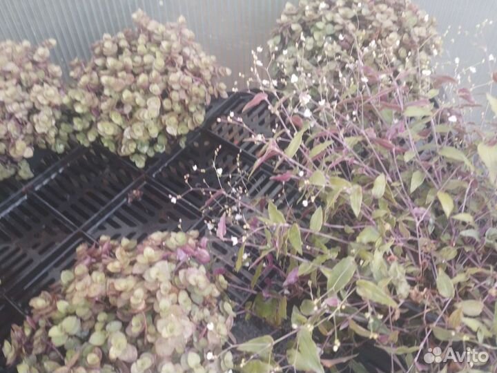 Традесканция