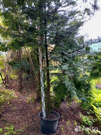 Пихта вича крупномер 3,3 метра