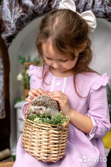 Фотосессия в студии с кроликом, ежиком