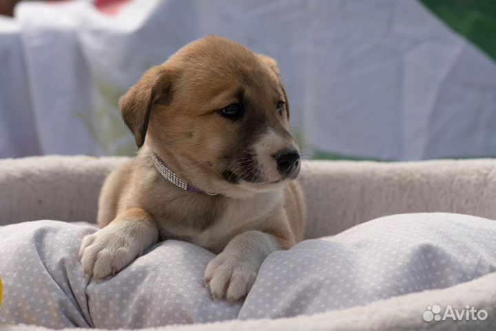Щенок в добрые руки бесплатно