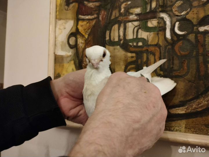 Голуби благодаренские пара