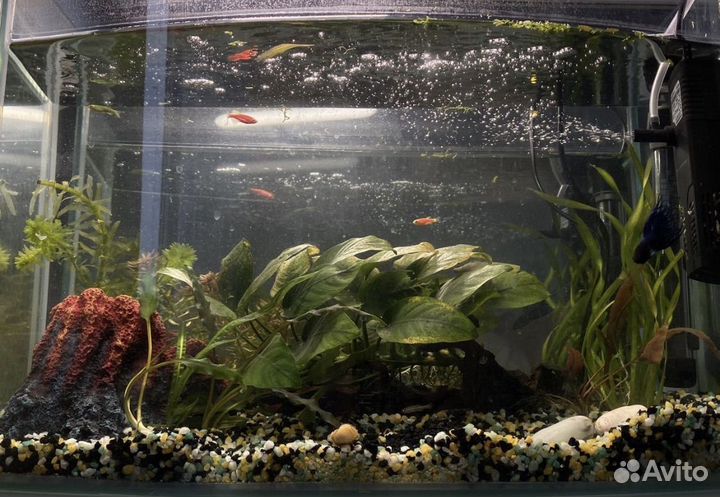 Аквариум