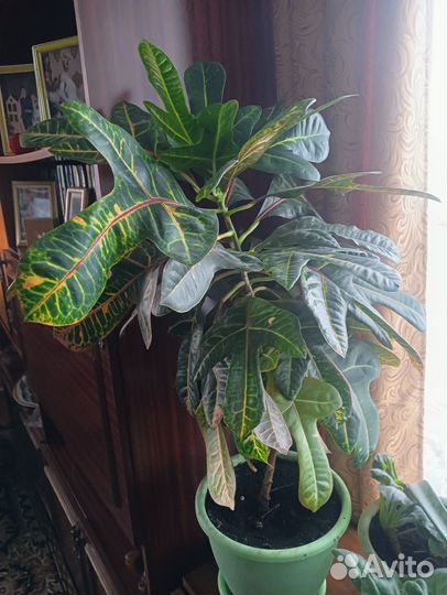 Продам кротон