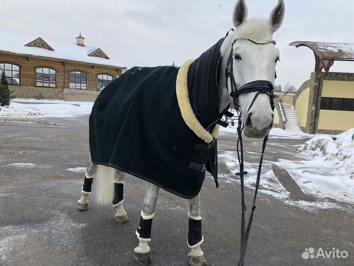 Попона флисовая Kentucky