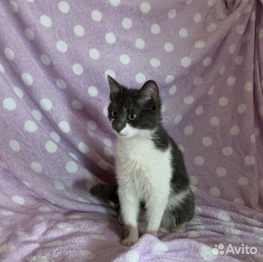 Котёнок девочка стерелизована