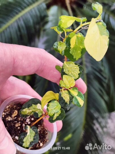 Фикусы сортовые