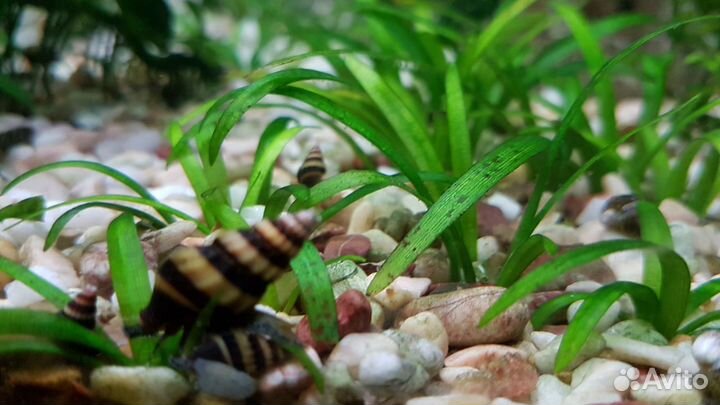 Улитки Хелены