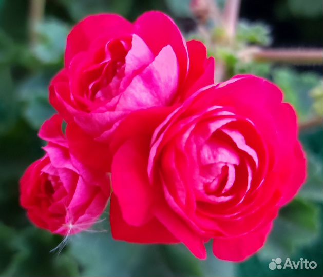 Герань пеларгония сортовая черенки