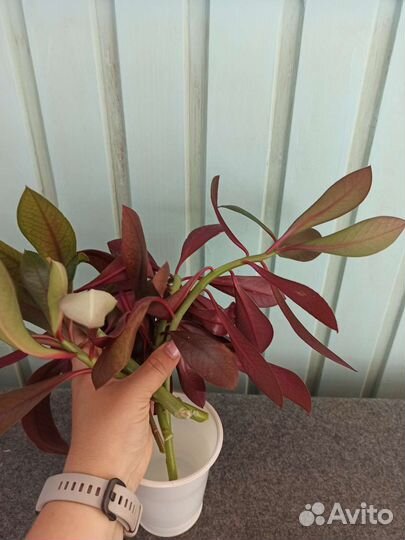 Синадениум или дерево любви