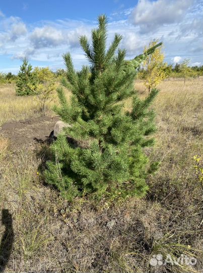 Саженцы оптом