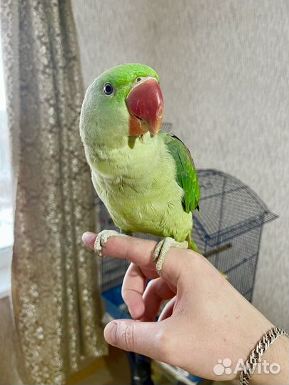 Александрийский попугай