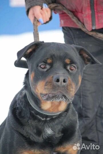 Ротвейлер в добрые руки